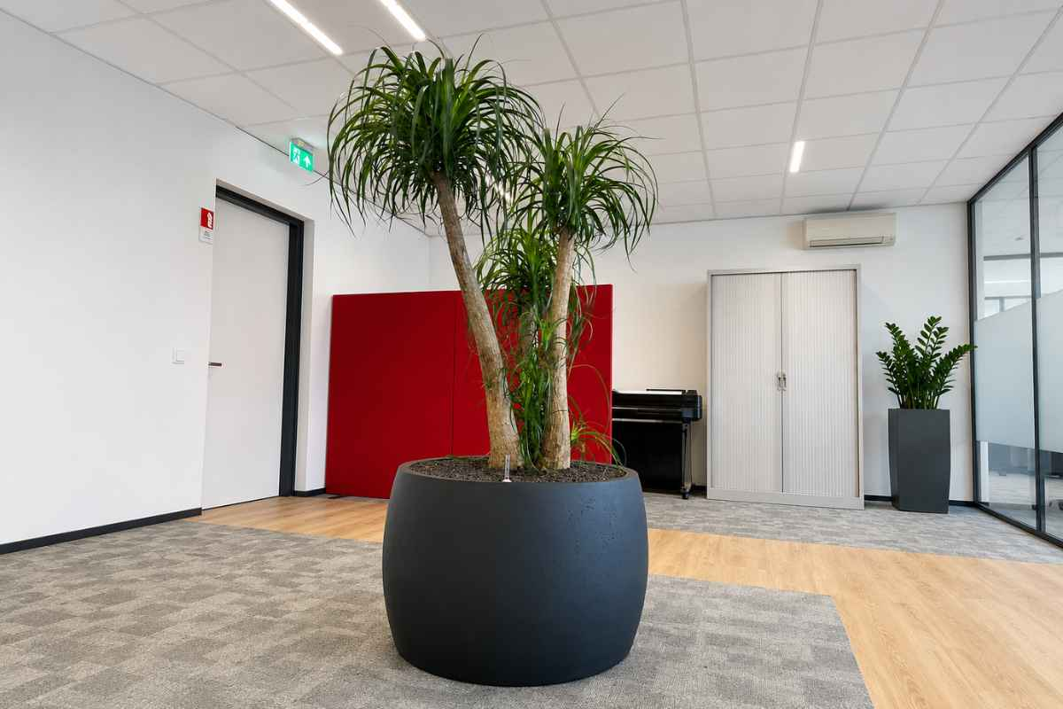 Beplanting in het midden van het pand Beplanting in het midden van het pand bij IMA Life in Dongen