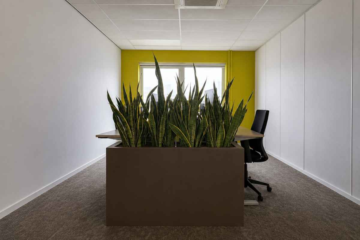 Sansevieria op een plek met weinig daglicht Sansevieria op een plek met weinig daglicht bij Dura Vermeer