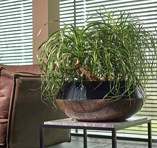 Elegante Bordo Bowl ø60x25 in eggshell brown en zwarte lak met groene kamerplant als inspiratie beplanting voor interieur