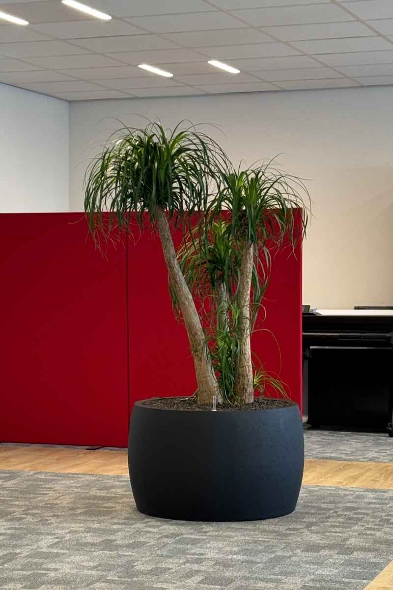 Verschillende plantsoorten op hydrocultuur Verschillende plantsoorten op hydrocultuur bij IMA Life in Dongen