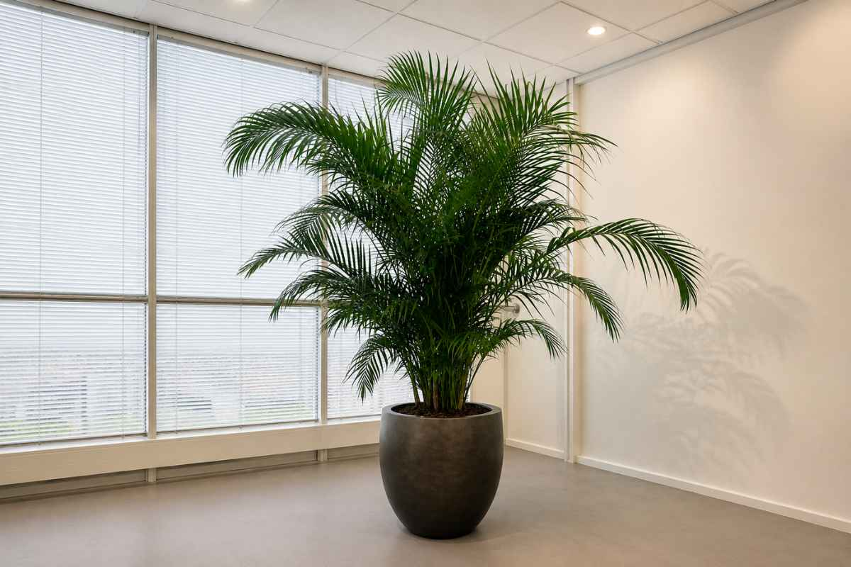 Kantoorbeplanting op hydrocultuur bij Lelie Zorggroep in Rotterdam