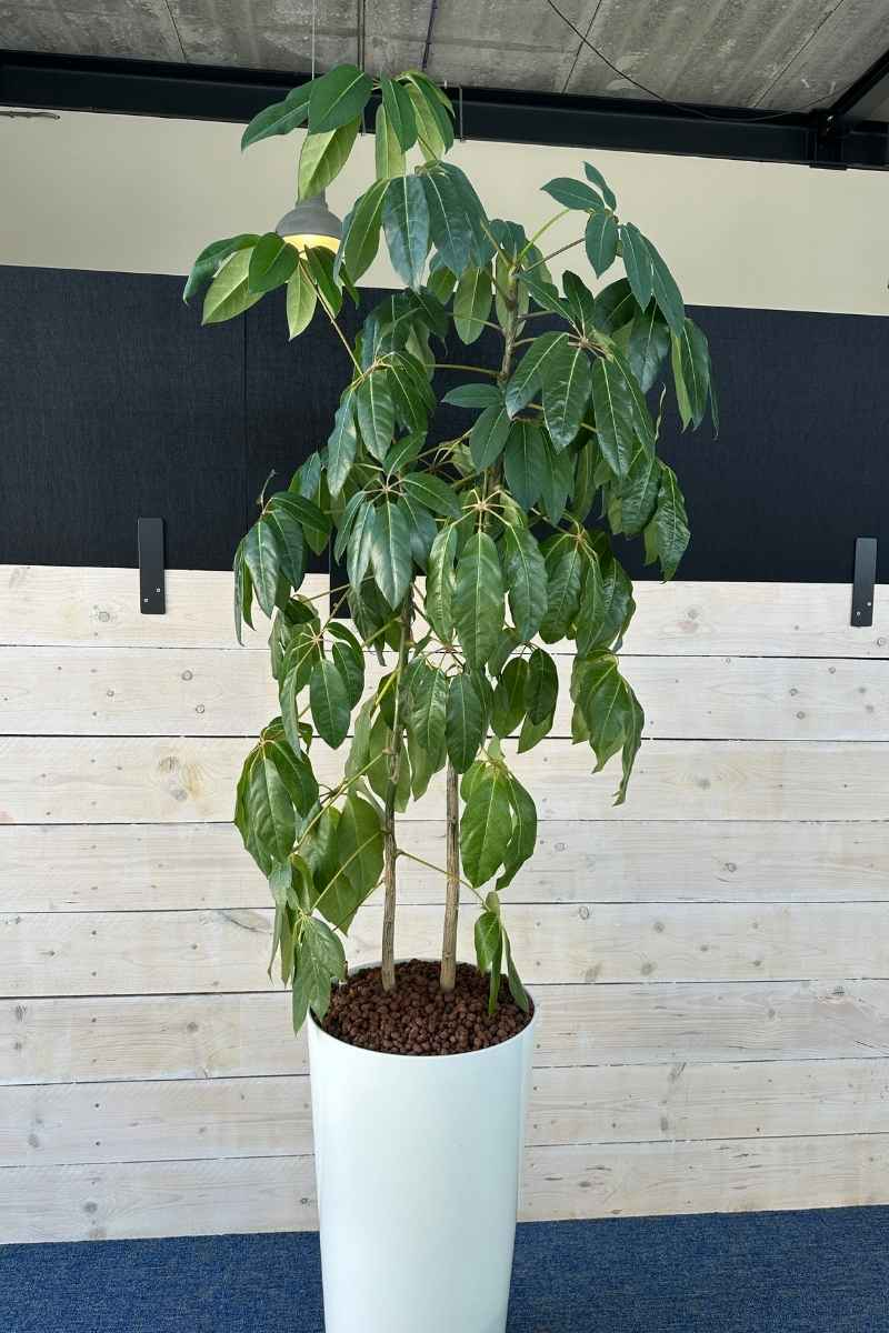 Kantoorplanten bij Hademax in Rhoon, jaren na plaatsing