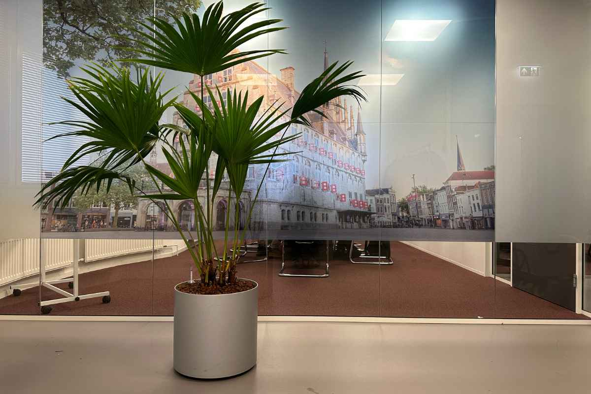 Kantoorplanten op het hoofdkantoor van Lelie Zorggroep in Rotterdam