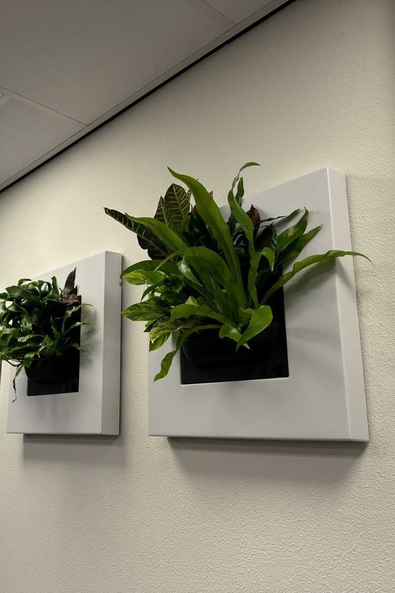 Planten schilderij op maat gemaakt Planten schilderij in een witte lijst