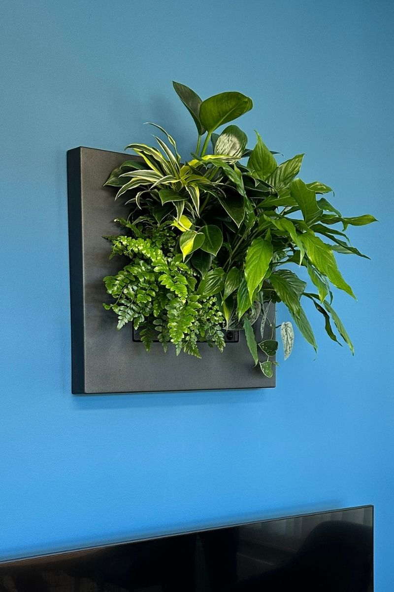 Levend planten schilderij op kantoor Planten schilderij met levende beplanting aan een kantoormuur
