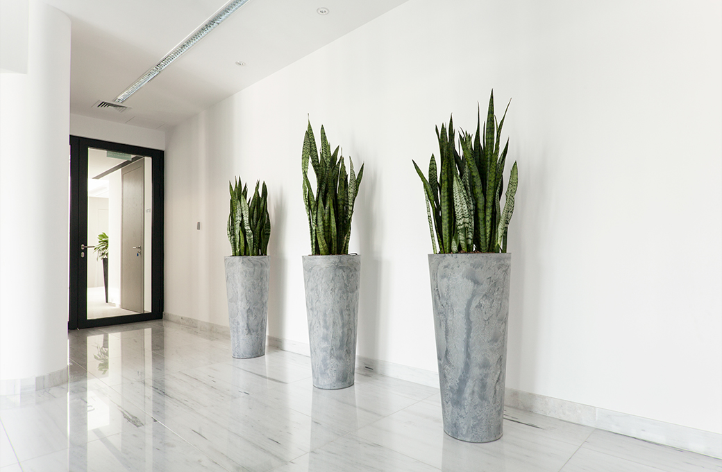 Groene kantoorplanten die bijdragen aan een gezondere en productievere werkplek