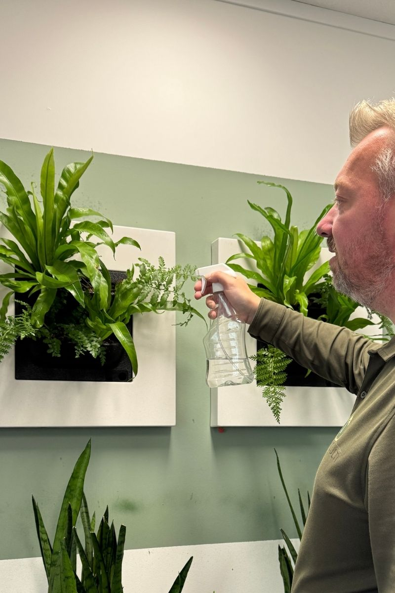 Richard van EasyCulti besproeit een plantenschilderij tijdens het onderhoud