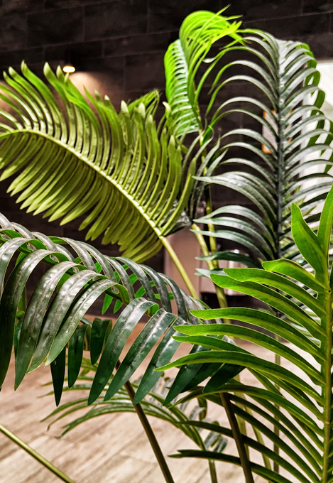 Tropische kamerplanten die zorgen voor een levendige sfeer, zuivere lucht en verhoogde productiviteit op kantoor