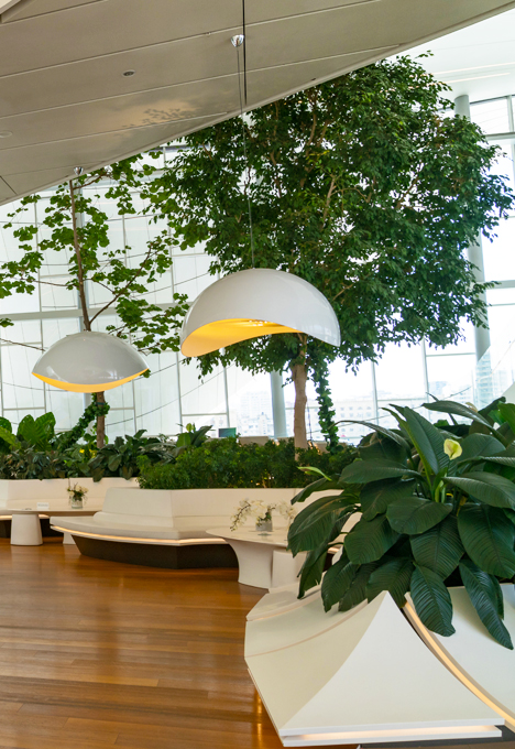 EasyCulti biedt advies, installatie en onderhoud van tropische kamerplanten voor een op maat gemaakte, groene werkomgeving